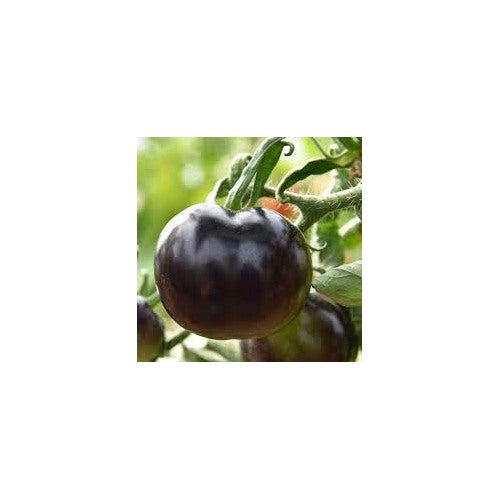 Indigo Rose Tomato Seeds for Planting | Heirloom, Non-GMO, High Germination Organic Garden Seeds [neera-v5-b926a67fd175ce456174]