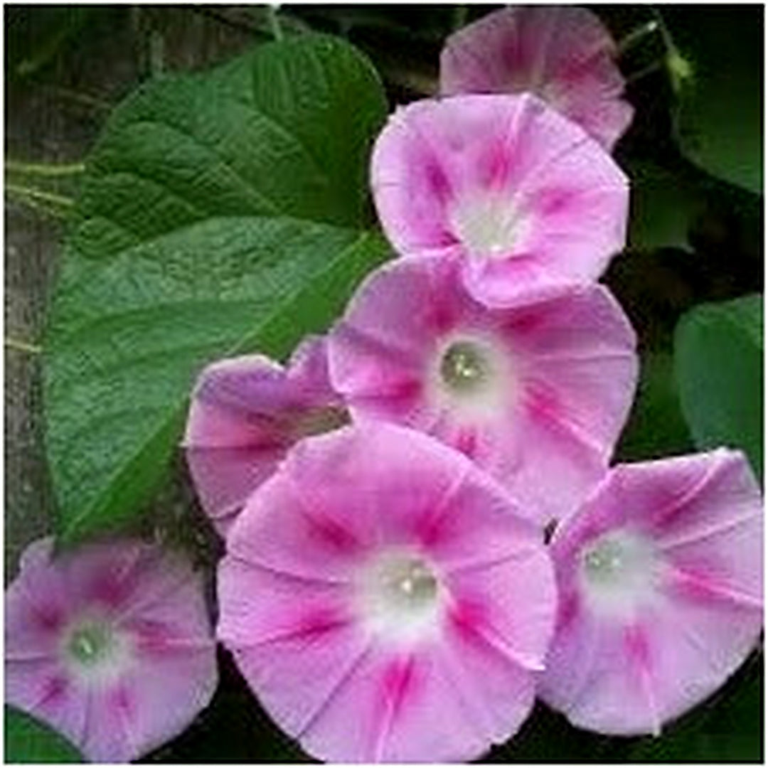 Light Pink Mini Violet Flower Seeds [neera-v5-b93a82921df1a6755429]