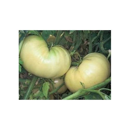 White Tomato Vegetable Seeds for Planting [neera-v5-b94a8b22e1c541cf97b2]