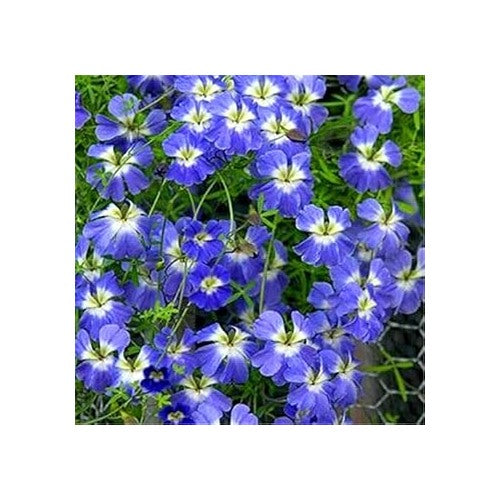 Blue Nasturtium Flower Seeds for Planting [neera-v5-b94cb11226d2aaeaca68]