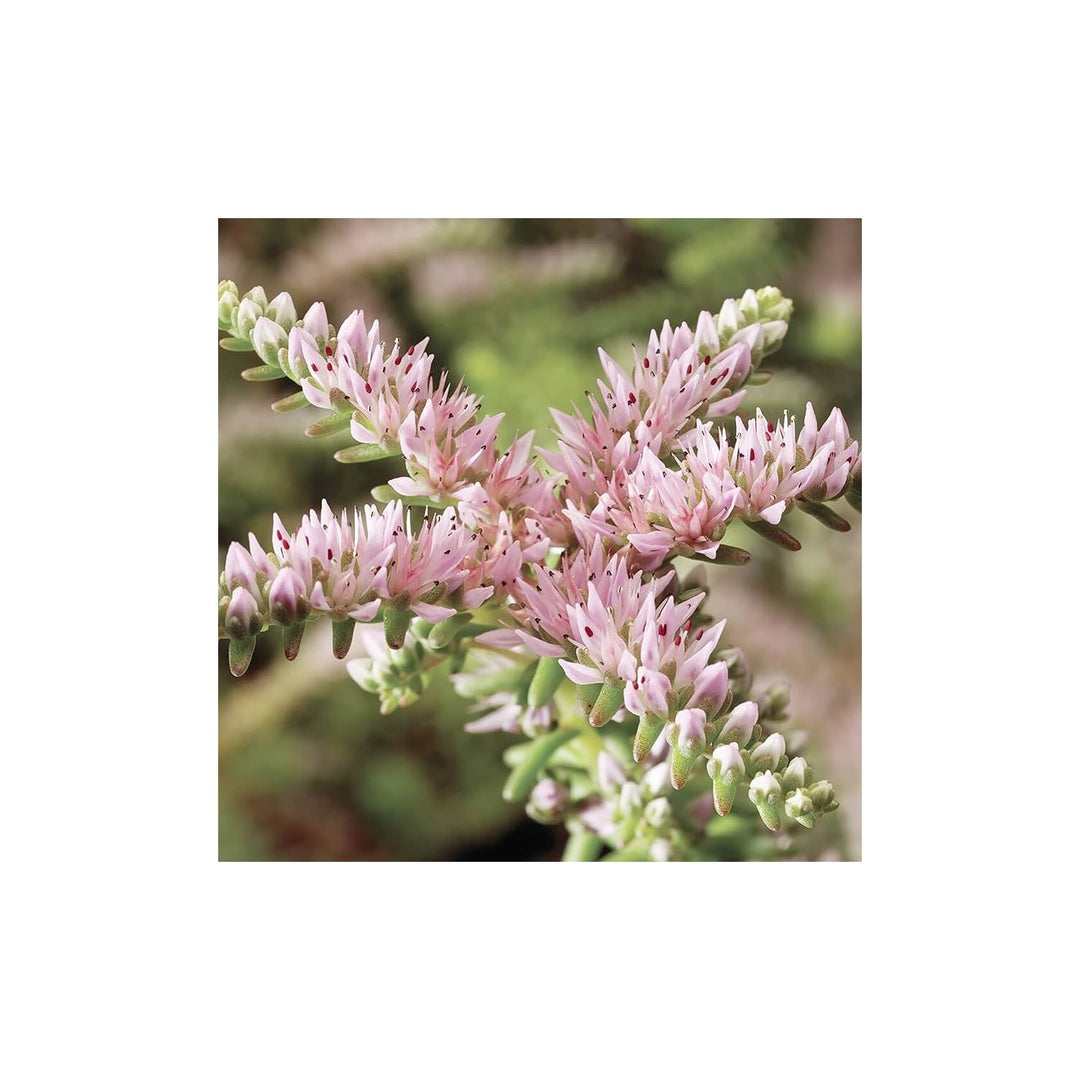 Pink White Heirloom Non Gmo Sedum Pulchellum Flower For Planting Hardy Ground Cover Blooms Flower [neera-v5-b96224cf3e80c1586d98]
