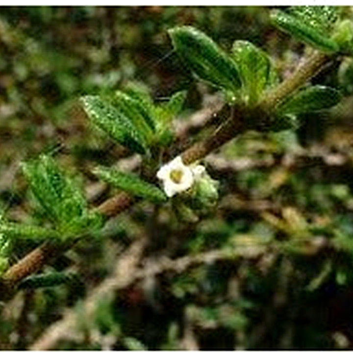 Nashia Inaguensis Seeds for Planting [neera-v5-b9641cd405806ca5c77c]