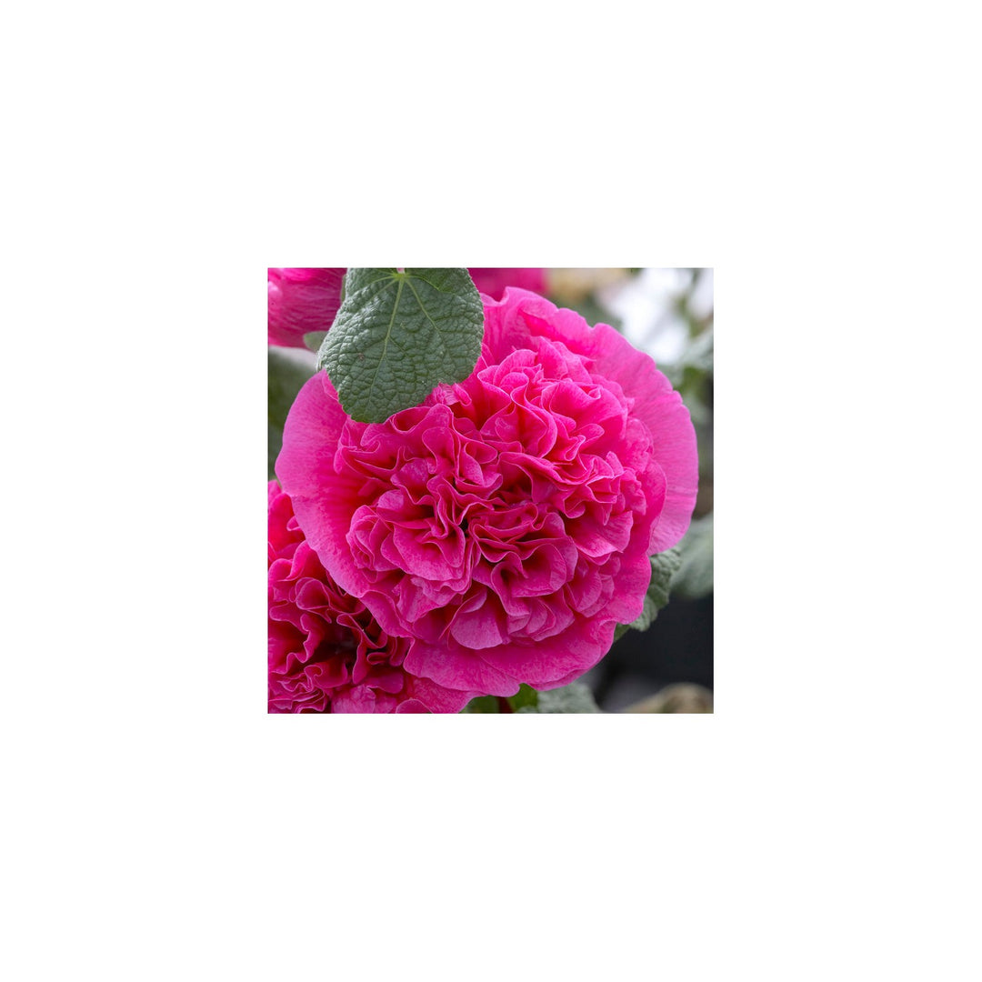 Heirloom Hollyhock Flower Non Gmo Tall Cottage Garden Blooms Vibrant Planting Flower Seeds [neera-v5-b96854385d37cdf7f4d5]