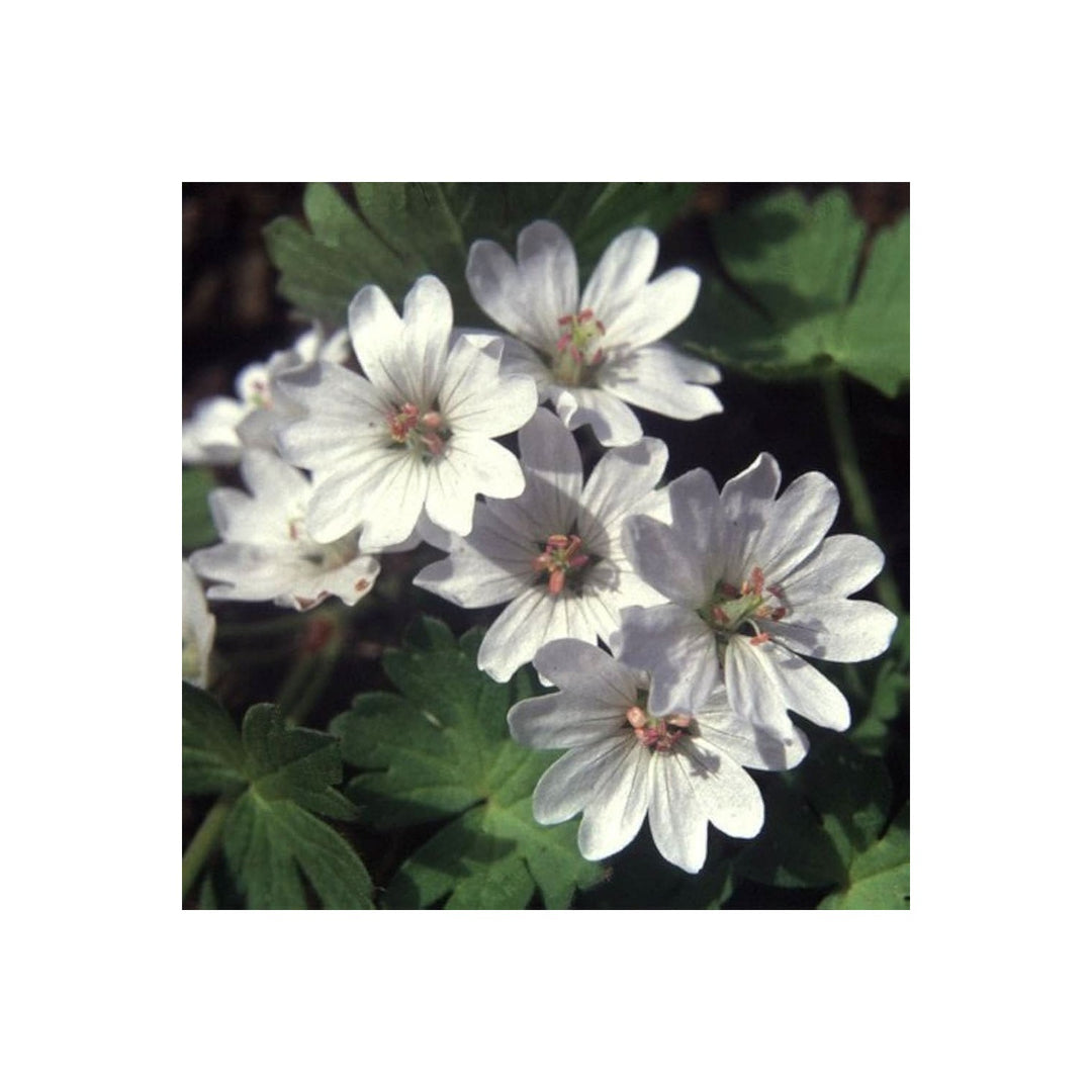 Geranium Pyrenaicum Wild Cranesbill Flower For Planting In Garden And Naturalized Areas Flower [neera-v5-b974bf4fdb317eab5b12]