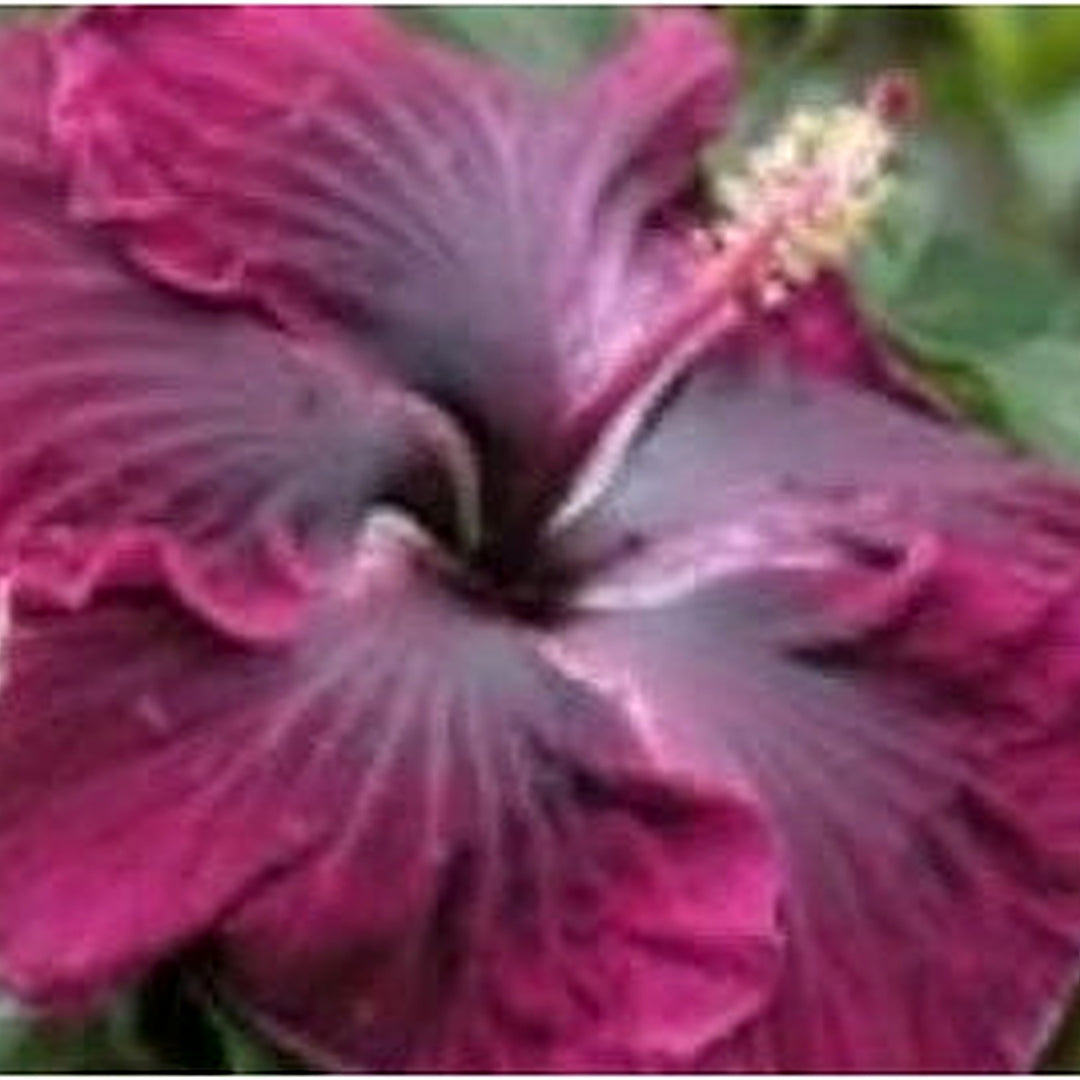 Heirloom Black Maroon Hibiscus Flower Seeds [neera-v5-b97e7566726d09411f38]