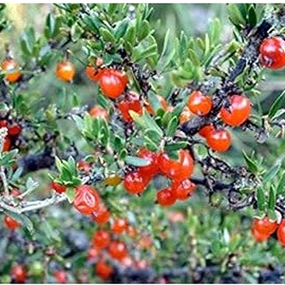 Red Coprosma Nitida Fruit Seeds for Planting | Heirloom Non-GMO Organic Seeds for Bright Red Landscape Fruits [neera-v5-b980d157bbe31e38785d]