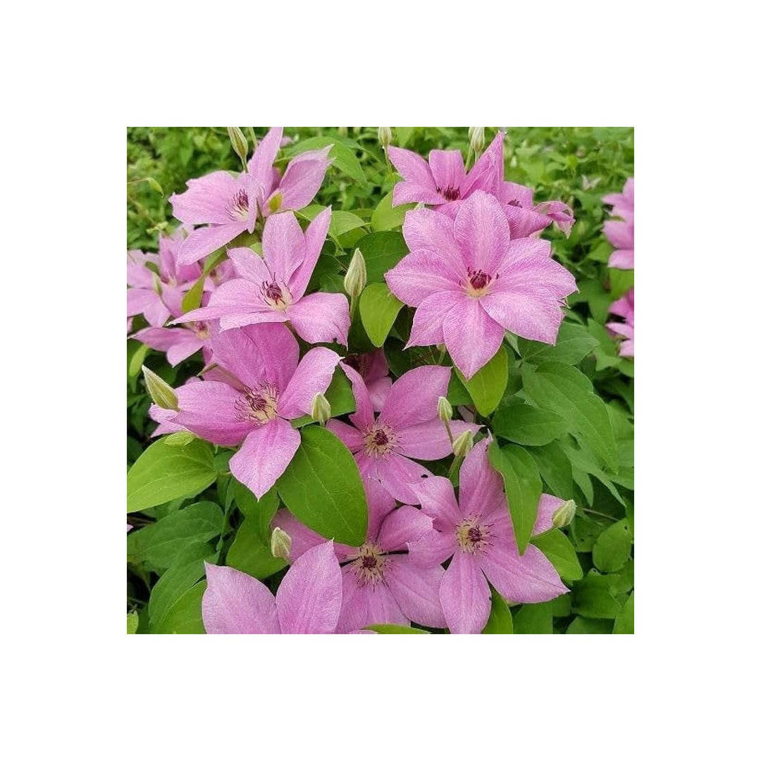 Pink Heirloom Non Gmo Clematis Baby Flower For Garden Planting Delicate Climbing Blooms Flower [neera-v5-b9840207a28fd46c8043]