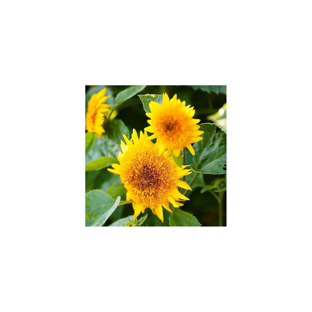 Sunflower Helianthus Annuus Flower For Planting In Home Garden Or Open Backyard Space Flower Seeds [neera-v5-b990c678bc2cc4f52c68]