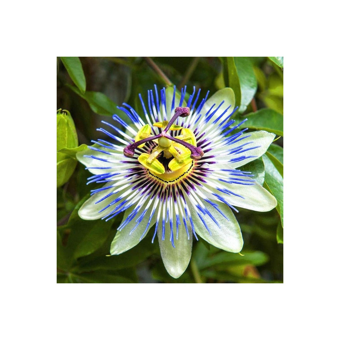 Blue Passionflower Passiflora Caerulea For Tropical Climbing Vine Planting Flower Seeds for Home [neera-v5-b99378d2a758b5ca782e]