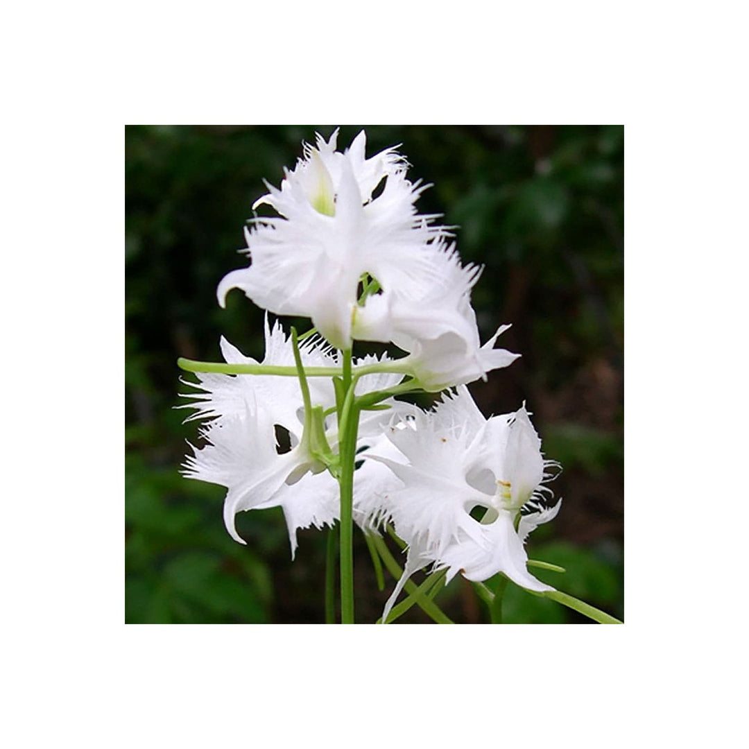 White White Japanese Radiata Heron Orchid Rare Flower Variety Flower Seeds for Home Garden [neera-v5-b994f30ed3f8ddf7a8b1]