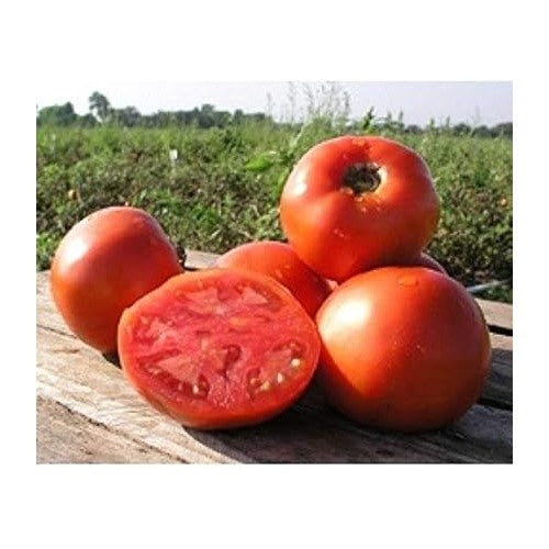 Heirloom Red Tomato Seeds for Planting [neera-v5-b99724bb7670b128f115]