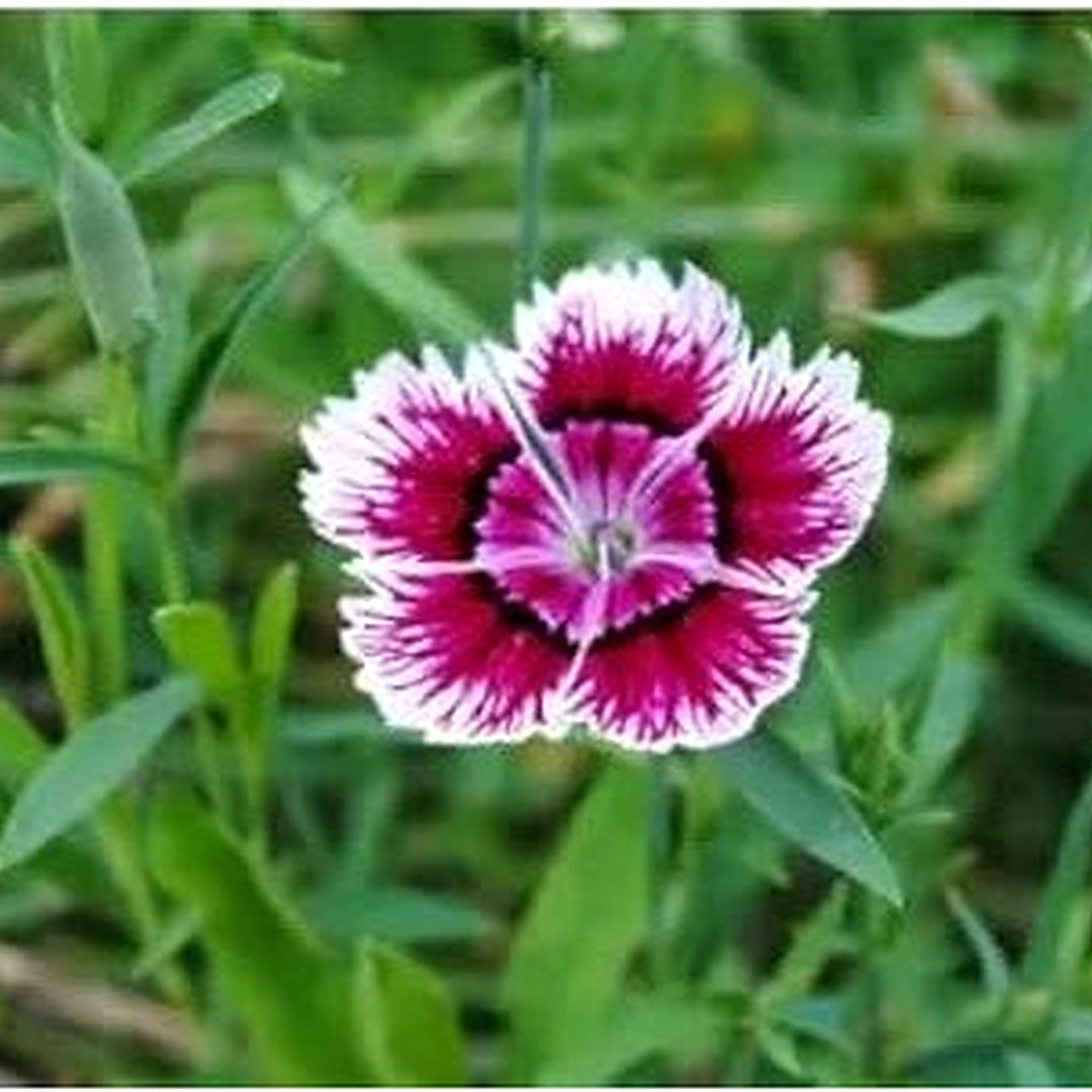 Heirloom Non-GMO White Violet Dianthus Flower Seeds for Dual-Tone Garden Displays and Fragrant Planting [neera-v5-b998213027c506865152]