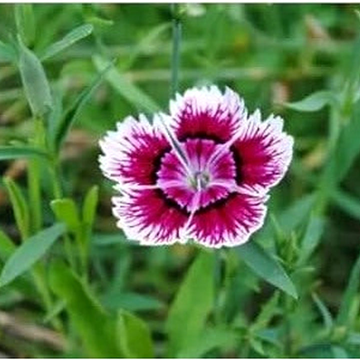 Heirloom Non-GMO White Violet Dianthus Flower Seeds for Dual-Tone Garden Displays and Fragrant Planting [neera-v5-b998213027c506865152]