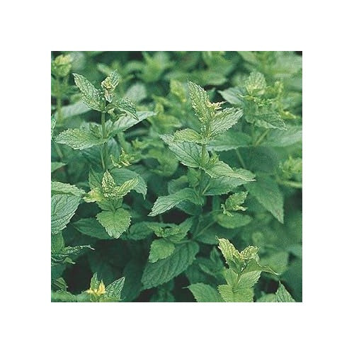 Mint Mentha Vegetable Seeds for Planting [neera-v5-b9a56d534ea8b57c0339]