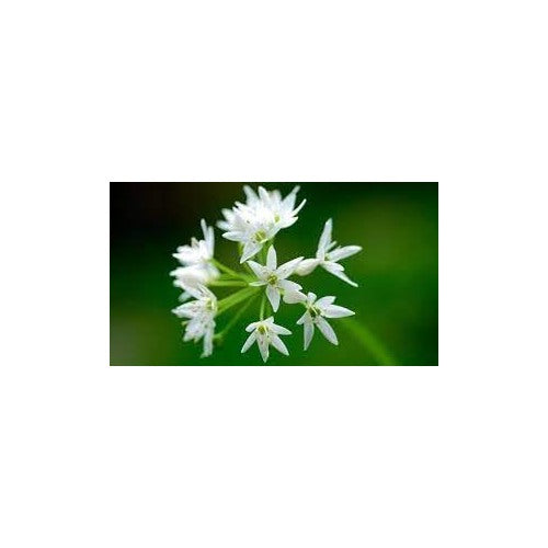 Ramsons Flower For Planting Organic Heirloom Non Gmo Wild Garlic Flower Seeds for Home Garden [neera-v5-b9a849cbc47a1d46594b]