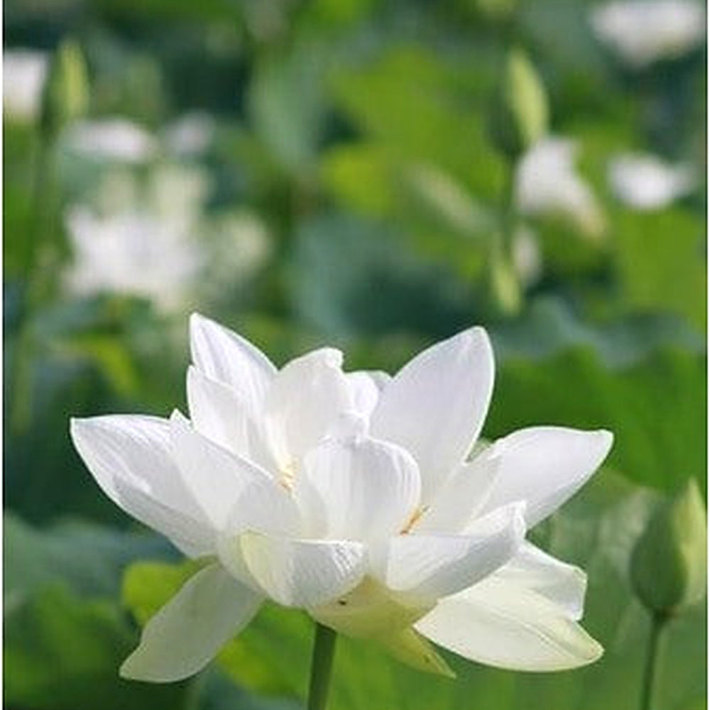 White Sacred Lotus Seeds (Nelumbo Nucifera) for Planting [neera-v5-b9a92f8fd13fbb943fcf]