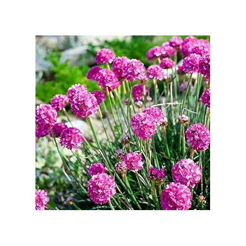 Armeria Maritima (Sea Thrift) Flower Seeds for Planting [neera-v5-b9adaad43d6abf83ecba]