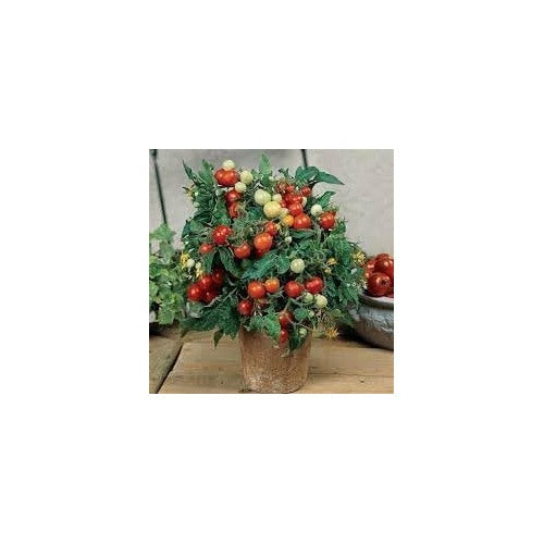 Tomato Vegetable Seeds for Planting [neera-v5-b9b1f4672148a58082b2]