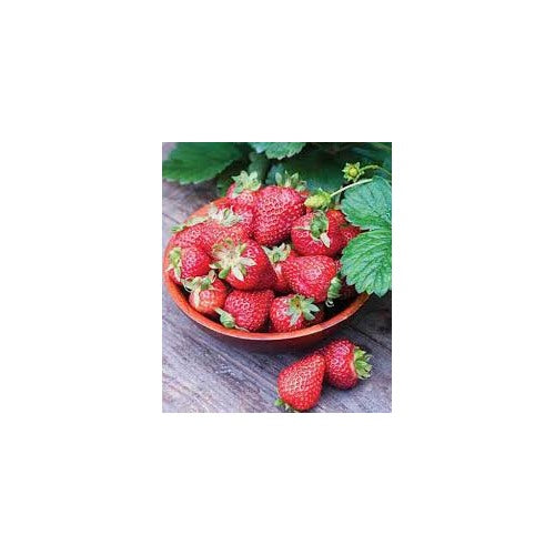Strawberry Seascape Fruit Seeds for Planting [neera-v5-b9b9b587a0c2987435b6]