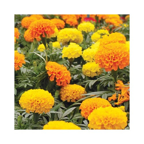 Crackerjack Mix Marigold Planting Heirloom Flower Planting Non Gmo Easy To Grow Annual [neera-v5-b9d8f76cfc2421a124a6]