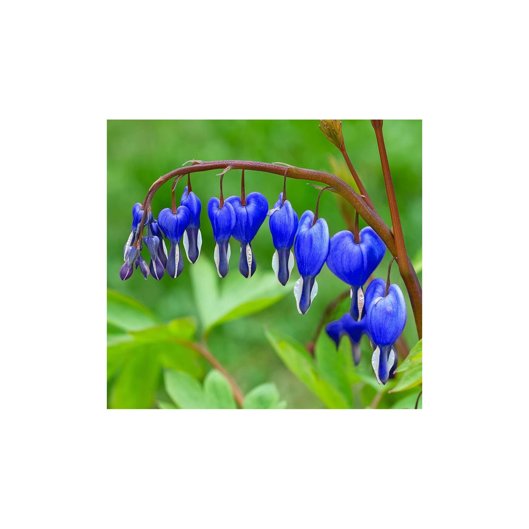 Blue Heirloom Non Gmo Bleeding Heart Flower For Unique Garden Borders And Romantic Planting Flower [neera-v5-b9debcfcbe0c141e6e58]