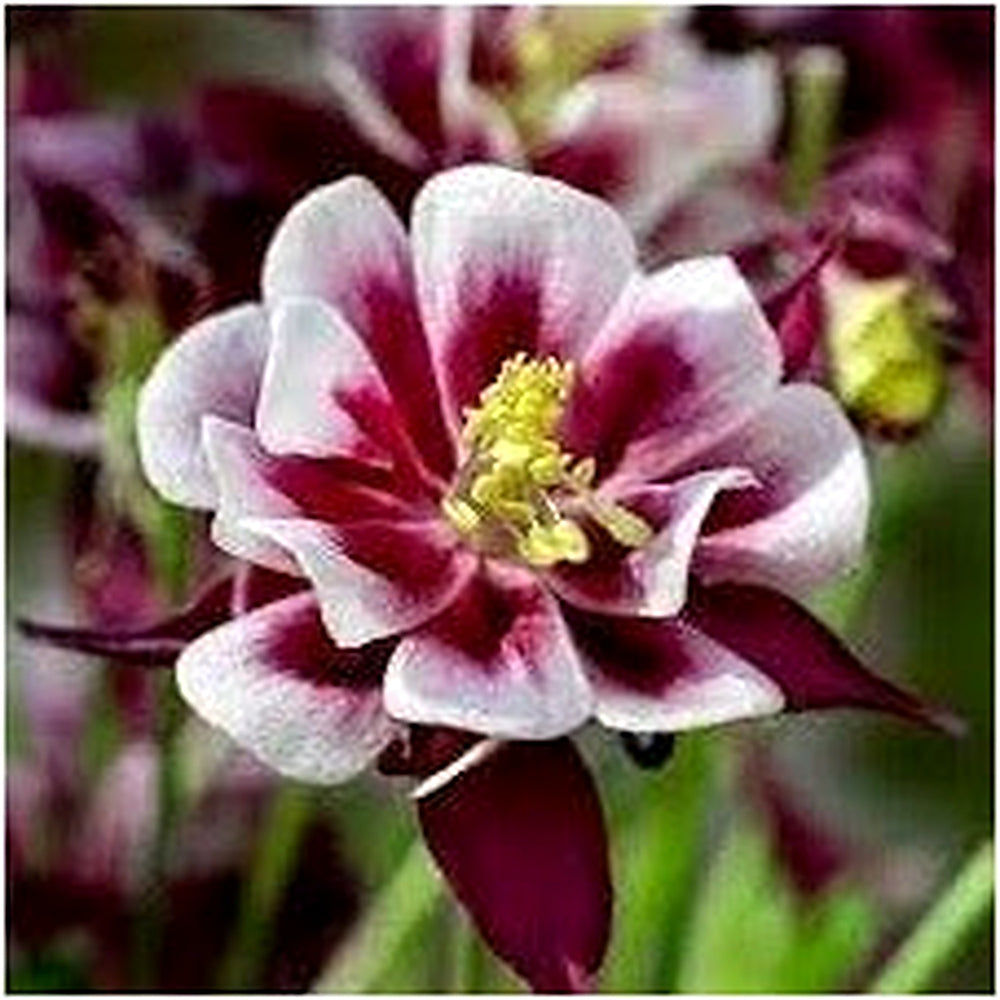Heirloom Winky Double Flower Seeds for Garden Planting, Non-GMO, Blooms for Shade Gardens [neera-v5-b9ed231370ff89e968bb]
