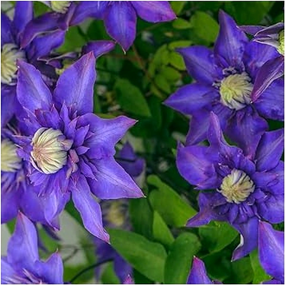 Heirloom Non-GMO Violet Clematis Flower Seeds [neera-v5-b9f6b8726b16f0cb341c]