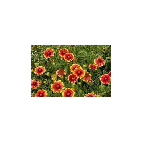 Blanket Flower Wildflower Seeds for Planting [neera-v5-b9fbf38522ea5b813fe5]