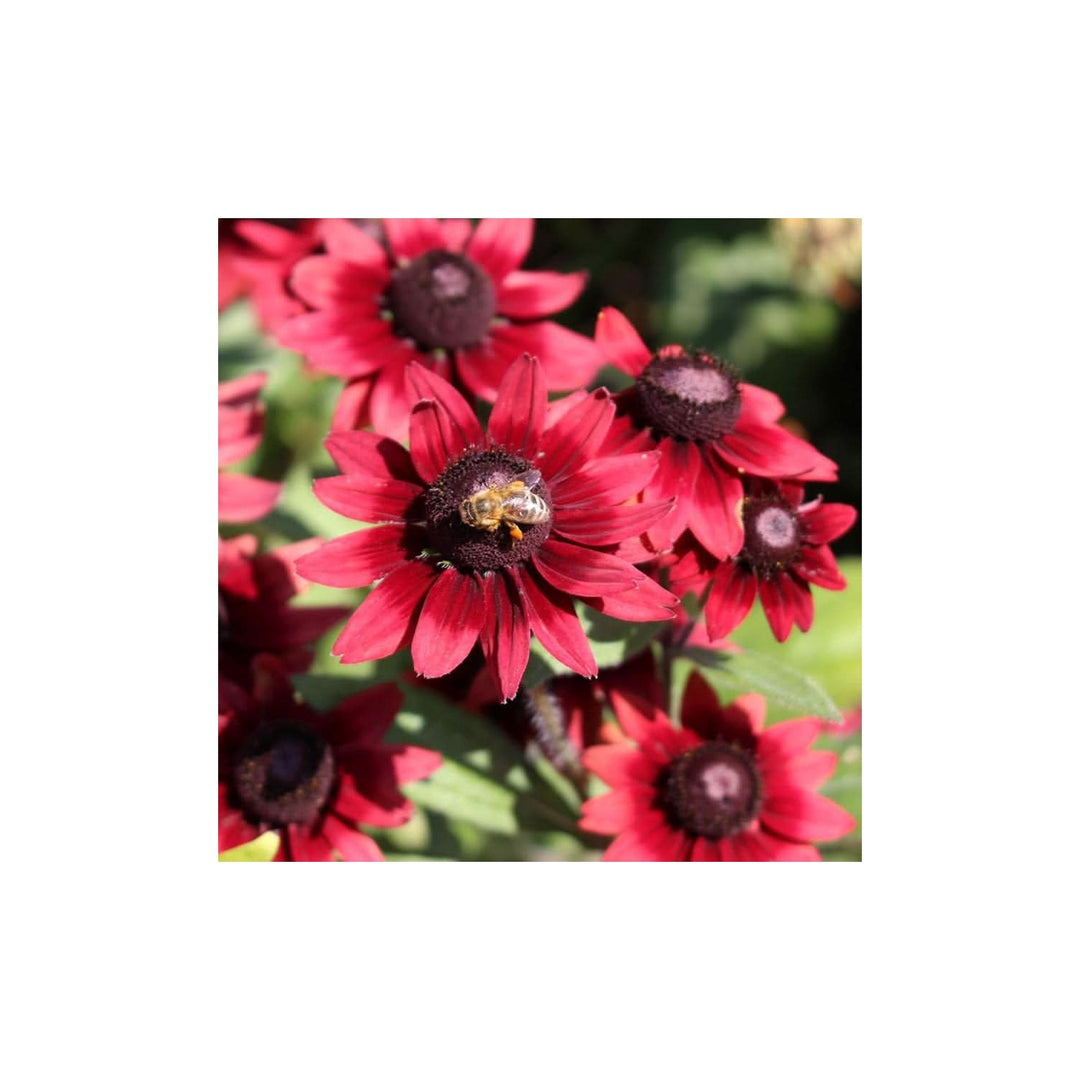 Burgundy Rudbeckia Flower Rudbeckia Hirta For Butterfly Garden Planting Flower Seeds for Home [neera-v5-b9fce5f0a19731633965]