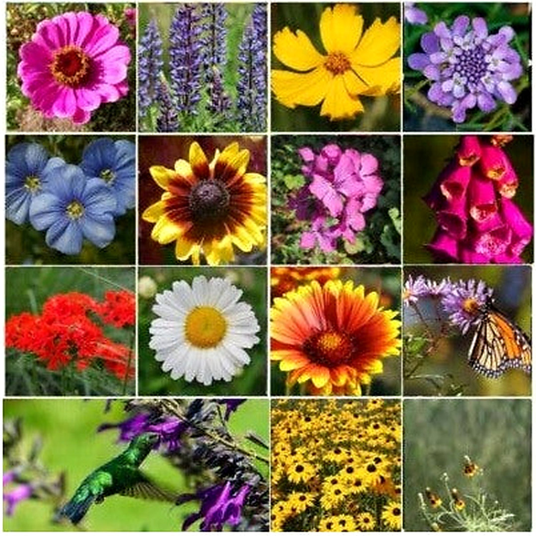 All Perennial Wild Flower Mix Pollinator Food Garden Heirloom Planting Non Gmo Flower Seeds [neera-v5-ba0b674ada89e83403a7]