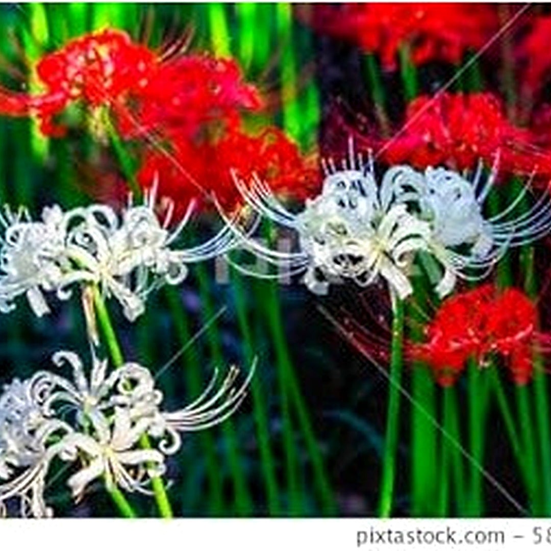 Mixed Higanbana Flower Seeds [neera-v5-ba17eb82156d4e1d6704]