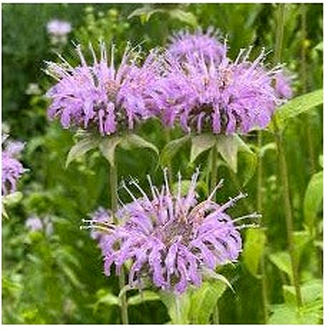 Wahpe Washtemna Native Wildflower Perennial Flower Seeds for Home Garden Planting, Fragrant Organic [neera-v5-ba1e20f4c33810dc5987]