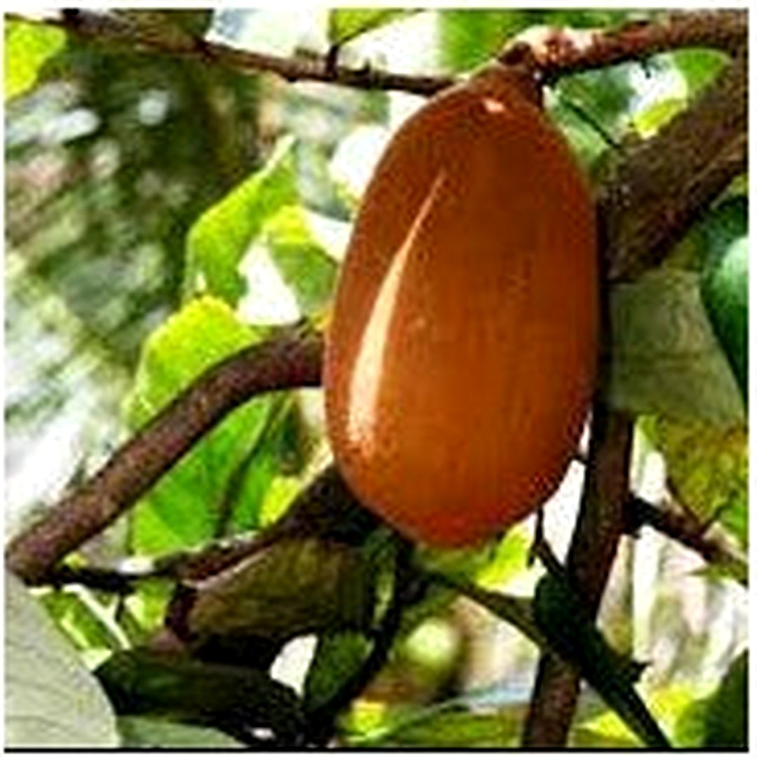 Cupuacu Theobroma Seeds for Planting [neera-v5-ba1eb000cf787225d35d]