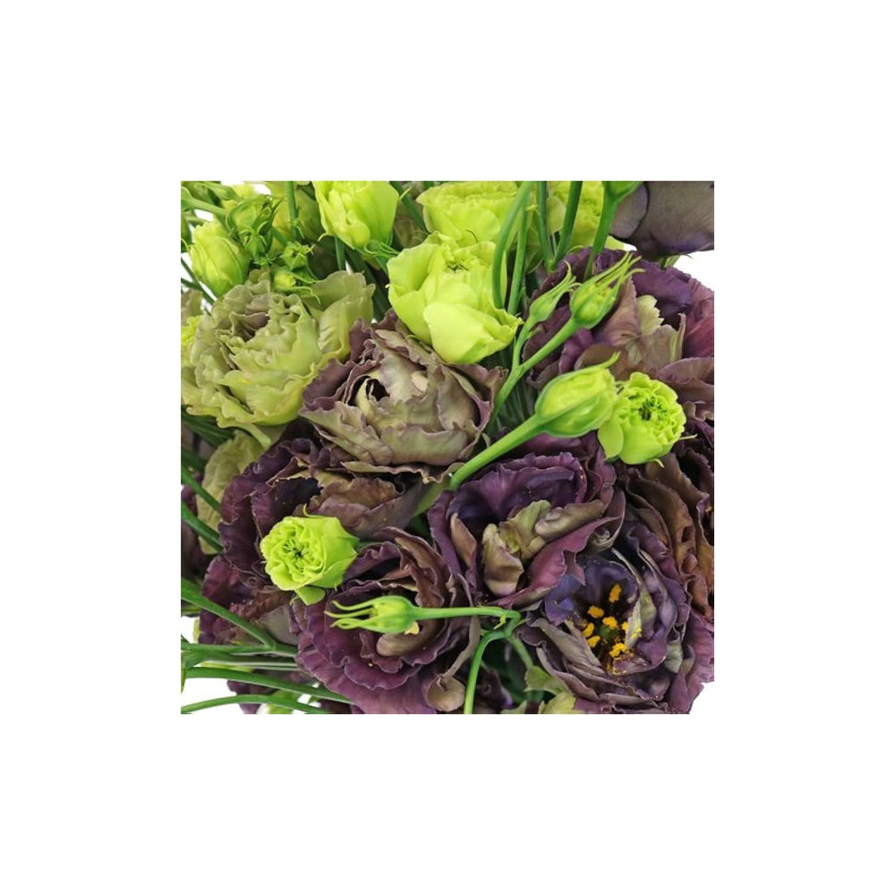 Black Lisianthus Eustoma Griflorum Pearl Flower For Planting Suitable For Pots Cut Flower [neera-v5-ba24b518798a8ccc5a20]