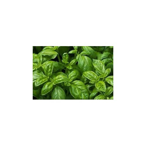 Broadleaf Basil Plant Seeds [neera-v5-ba38afc33c292a0f992e]