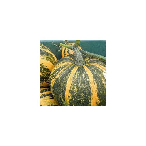 Green Orange Lady Godiva Pumpkin Seeds for Planting [neera-v5-ba4307aa0851ac0b88ea]