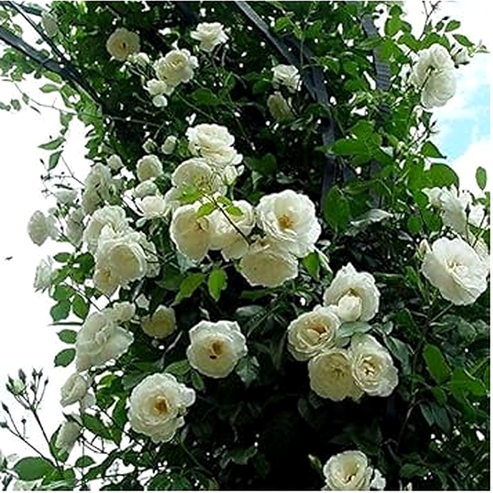 White Climbing Rose Seeds for Planting [neera-v5-ba6beb4755ff865f4957]