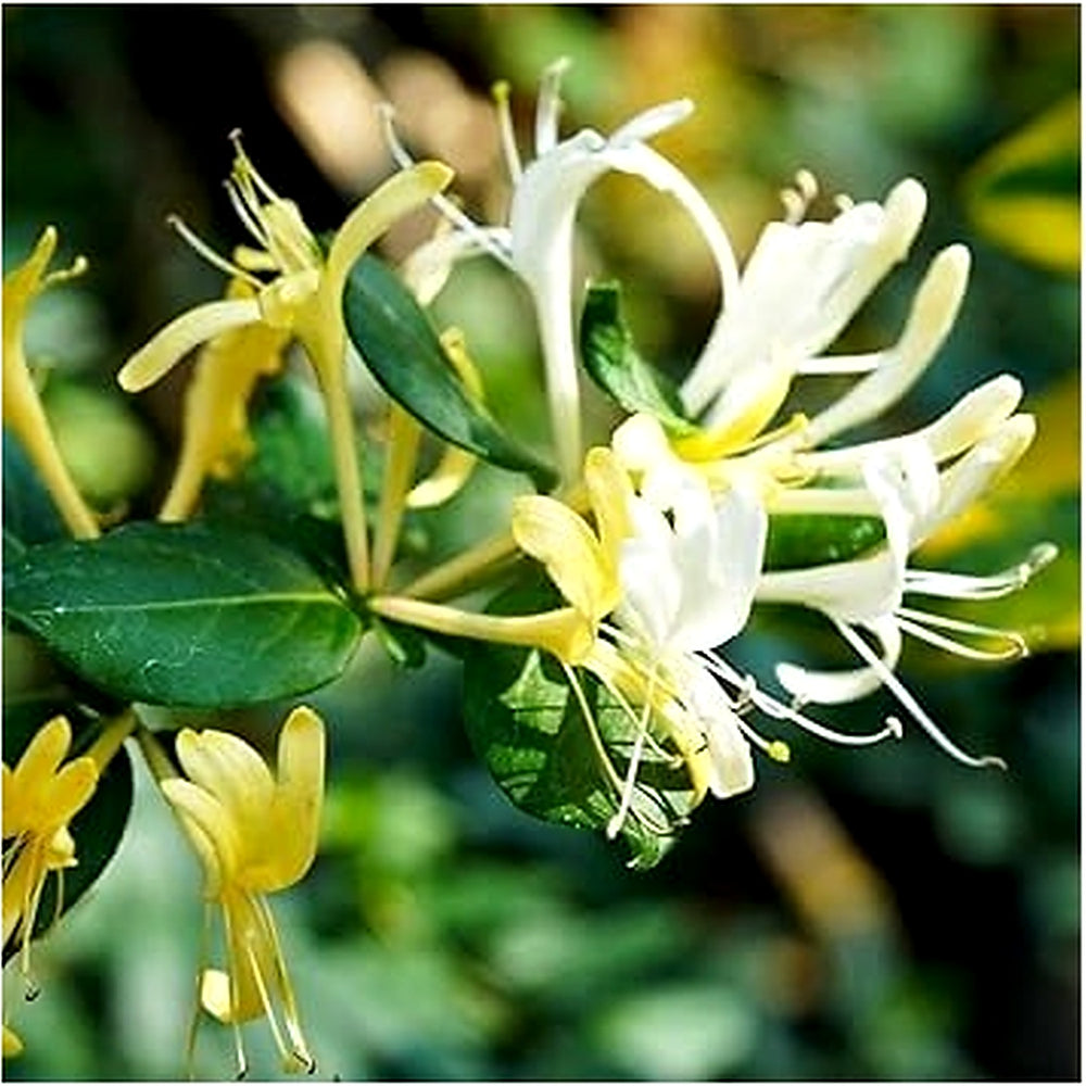 Heirloom White Cape Honeysuckle Flower Seeds, Non-GMO Elegant Blooms for Planting [neera-v5-ba7d44d7e7e354373fcf]