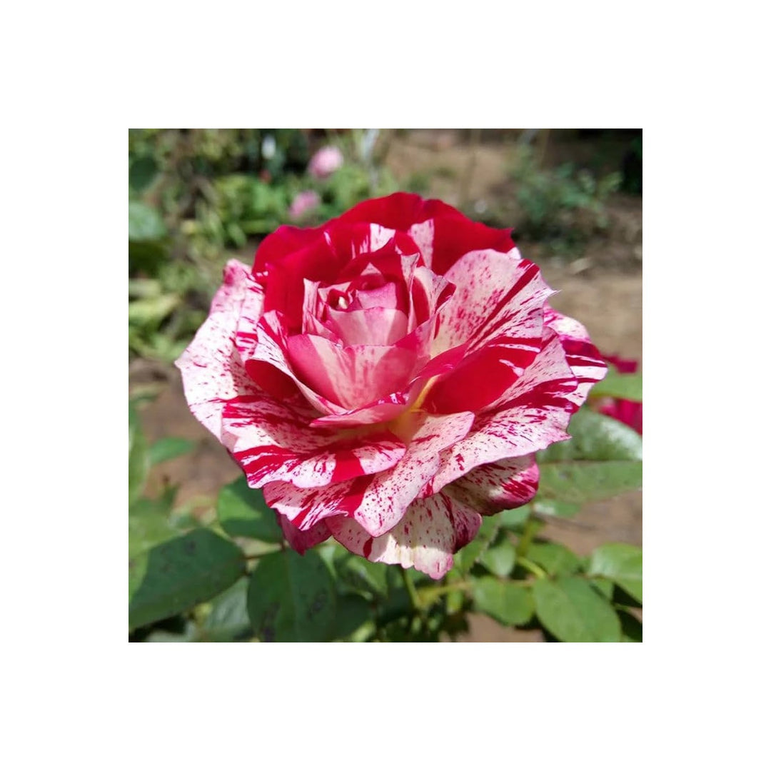 Rose Rosa Hybrida Rare Flower For Planting Suitable For Backyard Gardening Colorful Floral [neera-v5-ba80c9fe3476a37b6966]