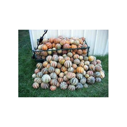 Mixed Kajari Melon Fruit Seeds [neera-v5-ba9ff52c91f9f54fad8e]