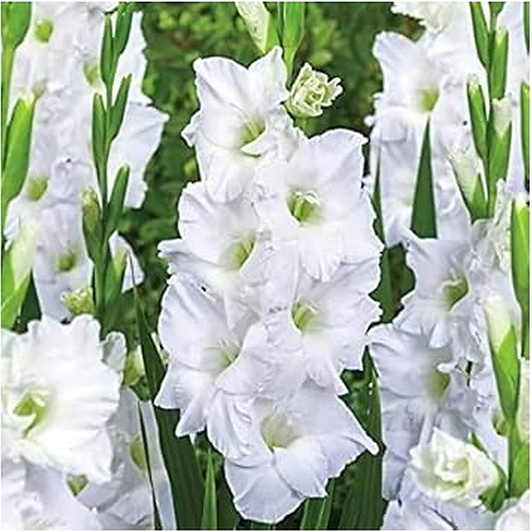 Heirloom Non-GMO Gladiolus Flower Seeds for Planting [neera-v5-baa13d25974ceb60cea3]