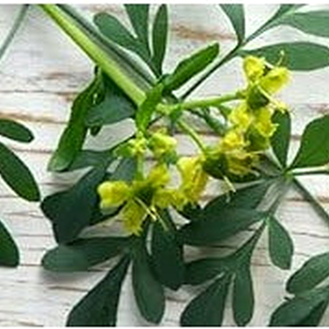 Ruta Plant Seeds for Planting [neera-v5-baa6ed49b1bcc937def0]