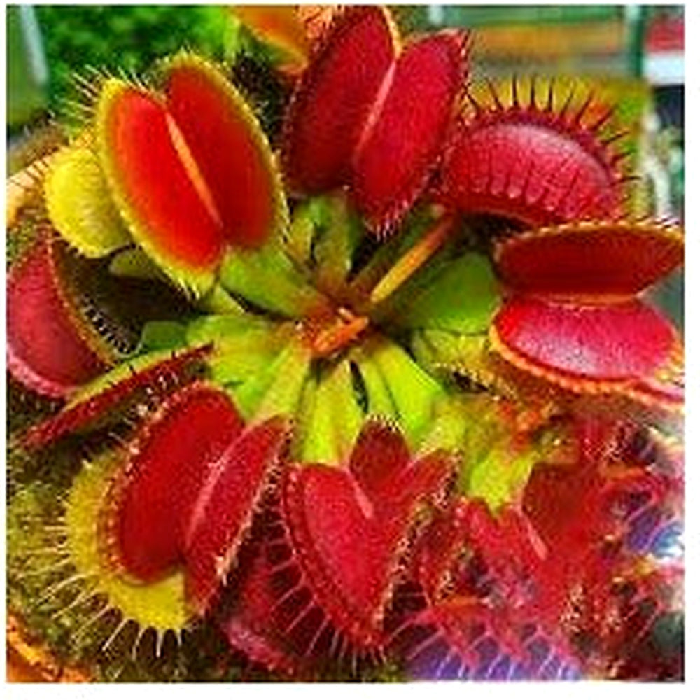 Venus Fly Trap Red Flower Seeds for Planting [neera-v5-baad1190626de53b389e]