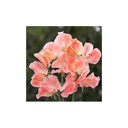 Heirloom Peach Sweet Pea Flower Seeds [neera-v5-bab133e2adad095b1a21]