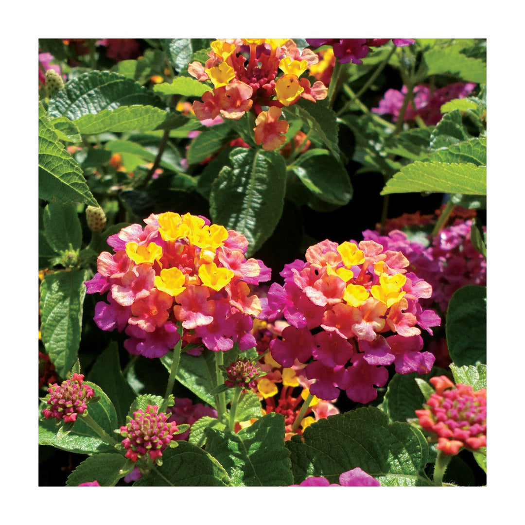 Mixed Rose Lantana Heirloom Non Gmo Planting Flower Seeds Home Garden Planting, Landscape [neera-v5-bab88e9fc3aeb1e15f46]