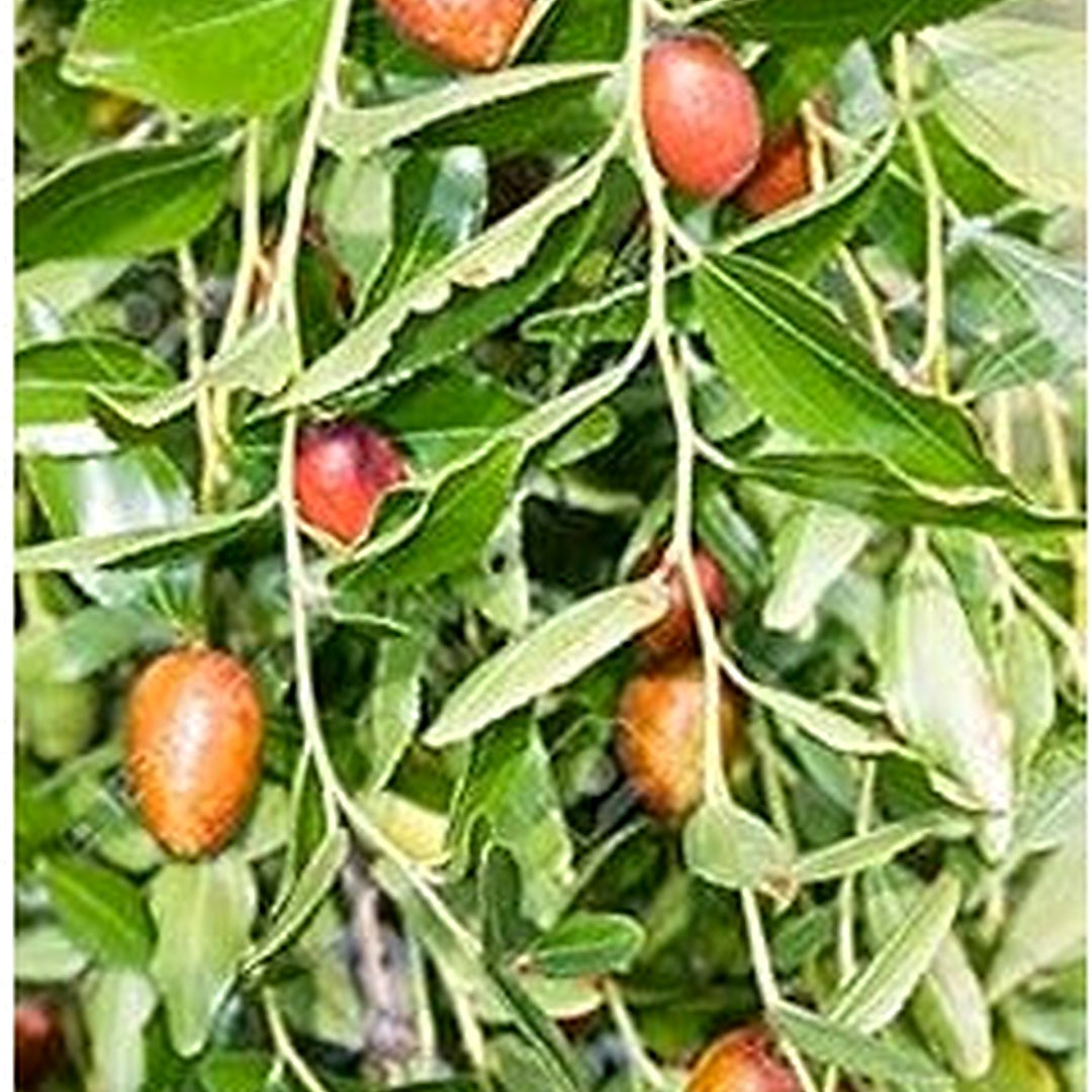 Ziziphus Plant Seeds [neera-v5-babe35caaa808c588173]