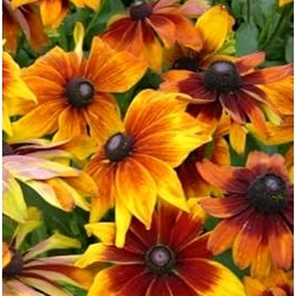Mixed Rudbeckia Flower Seeds for Planting, 100 pcs [neera-v5-bac116134eed190382e5]