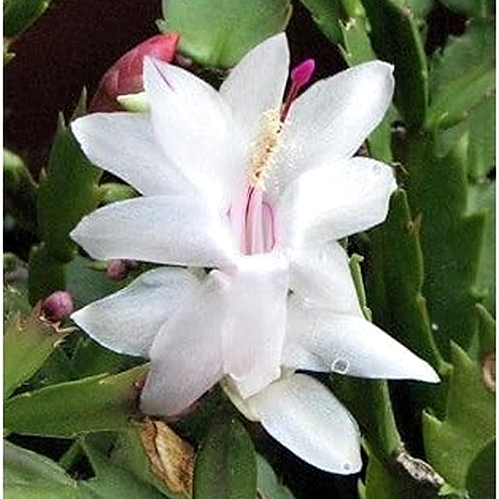 White Schlumbergera Flower Planting Seeds for Garden [neera-v5-bac207a95fe16e492924]