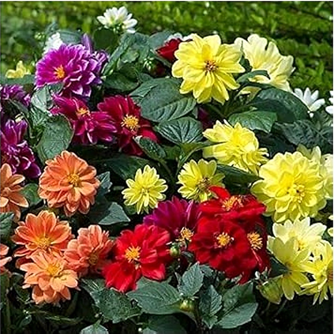 Yellow Pink Dahlia Flower Seeds for Planting [neera-v5-bac82e06d245a32d674e]