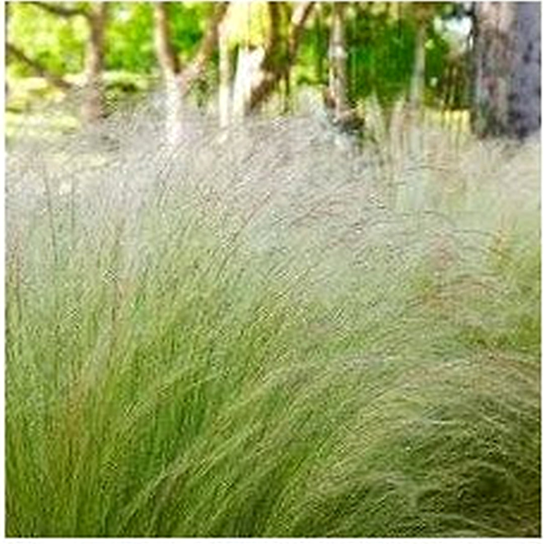 Mexican Feather Grass Seeds (Nassella tenuissima) [neera-v5-bad5a0e2cd16288b7632]